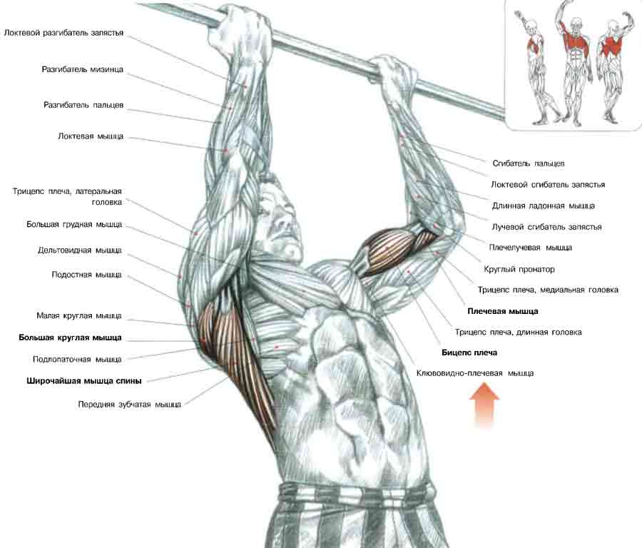 Схема мышц при подтягивании